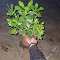 Albero di giada