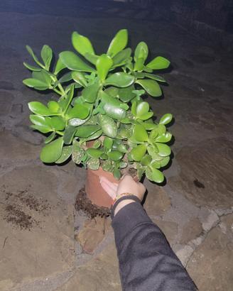 Albero di giada