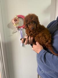 Barboncino (barbone) Toy Fulvo red brown