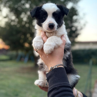 Cucciolo di border collie