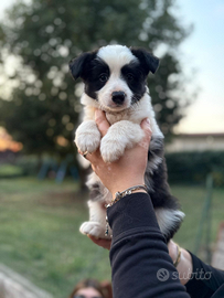 Cucciolo di border collie