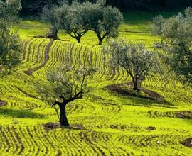 Terreno agricolo