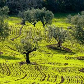 Terreno agricolo