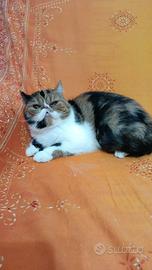 exotic shorter femmina Calico 