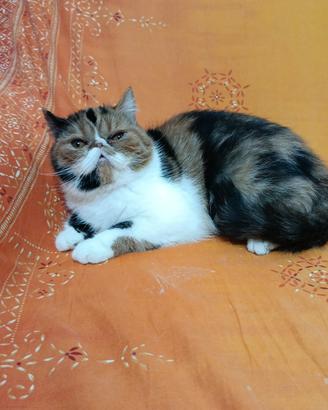 exotic shorter femmina Calico 
