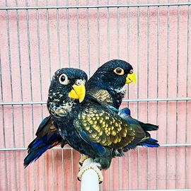 Coppia pappagalli PIONUS ALI BRONZO