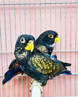 Coppia pappagalli PIONUS ALI BRONZO