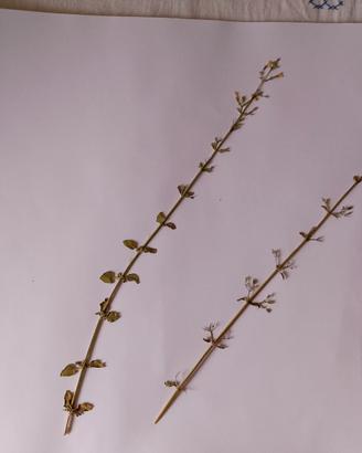 ERBARIO ESAME BOTANICA