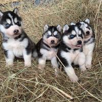 Disponibile da privata cuccioli di Siberian Husky