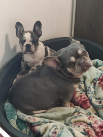 Disponibile cucciola bulldog francese