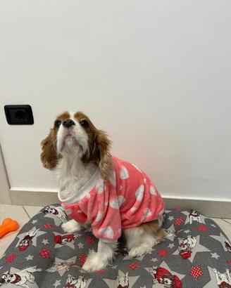 Cavalier king