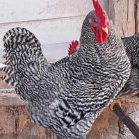 Gallo amrock
