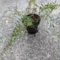 Piante di erigeron