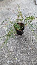 Piante di erigeron