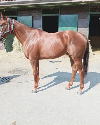 Purosangue Inglese 5 anni grossa struttura