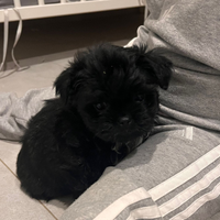 Cucciolo Shih Tzu/Yorkshire