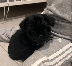 Cucciolo Shih Tzu/Yorkshire