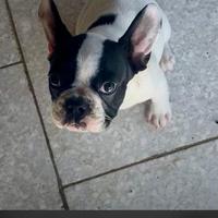 Buldog Francesca