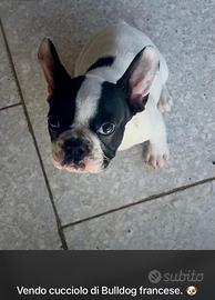 Buldog Francesca