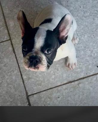 Buldog Francesca