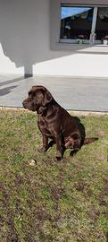 Labrador choccolate