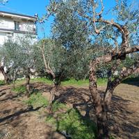 Alberi di ulivo varie età appena potati. 