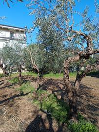 Alberi di ulivo varie età appena potati. 