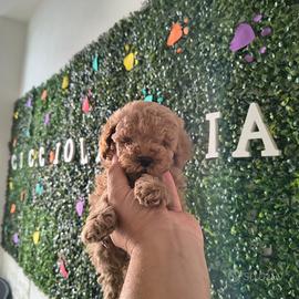 Barboncini mini Toy compas KLARNA scalapay