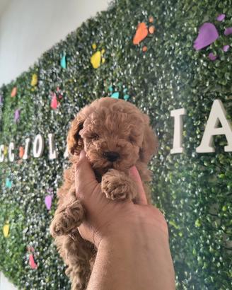 Barboncini mini Toy compas KLARNA scalapay