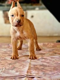Cuccioli di American Pit Bull Terrier