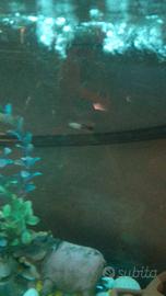 Acquario