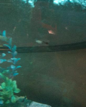 Acquario