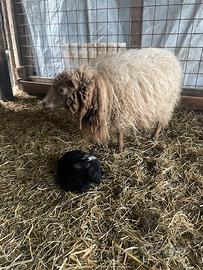 Pecora nana Mouton D'Ouessant