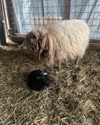Pecora nana Mouton D'Ouessant