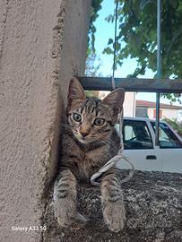 Rimasta sola senza mamma