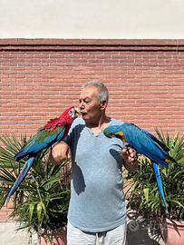 Pappagallo Ara Arauna e Ara Cloroptera