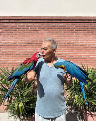 Pappagallo Ara Arauna e Ara Cloroptera
