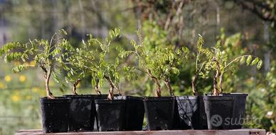 Prebonsai Glicine 
