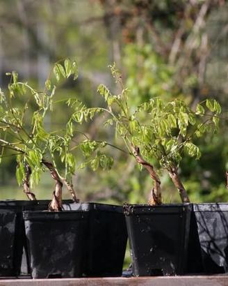 Prebonsai Glicine 