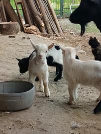 Capretto tibetano