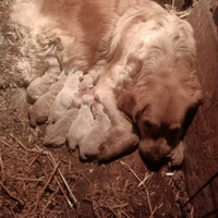 Golden retriever cuccioli con pedigree ENCI