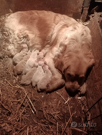 Golden retriever cuccioli con pedigree ENCI