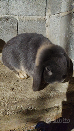 Coniglio ariete nano