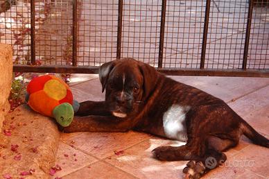 Boxer cuccioli