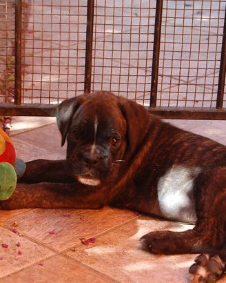 Boxer cuccioli