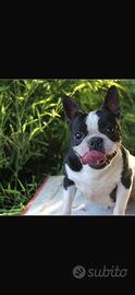 Boston Terrier femmine e un maschio
