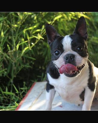 Boston Terrier femmine e un maschio