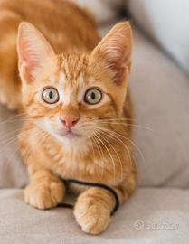 Gattina rara arancione