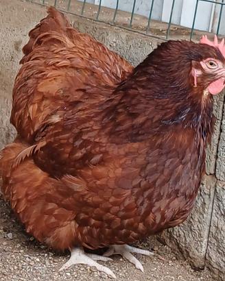Orpington rossa (gallina)