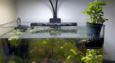 Acquario da 15 litri.